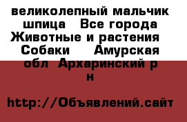 великолепный мальчик шпица - Все города Животные и растения » Собаки   . Амурская обл.,Архаринский р-н